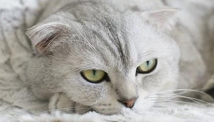 新援悉数出镜！掘金官方晒训练视频：来看球员的训练动态